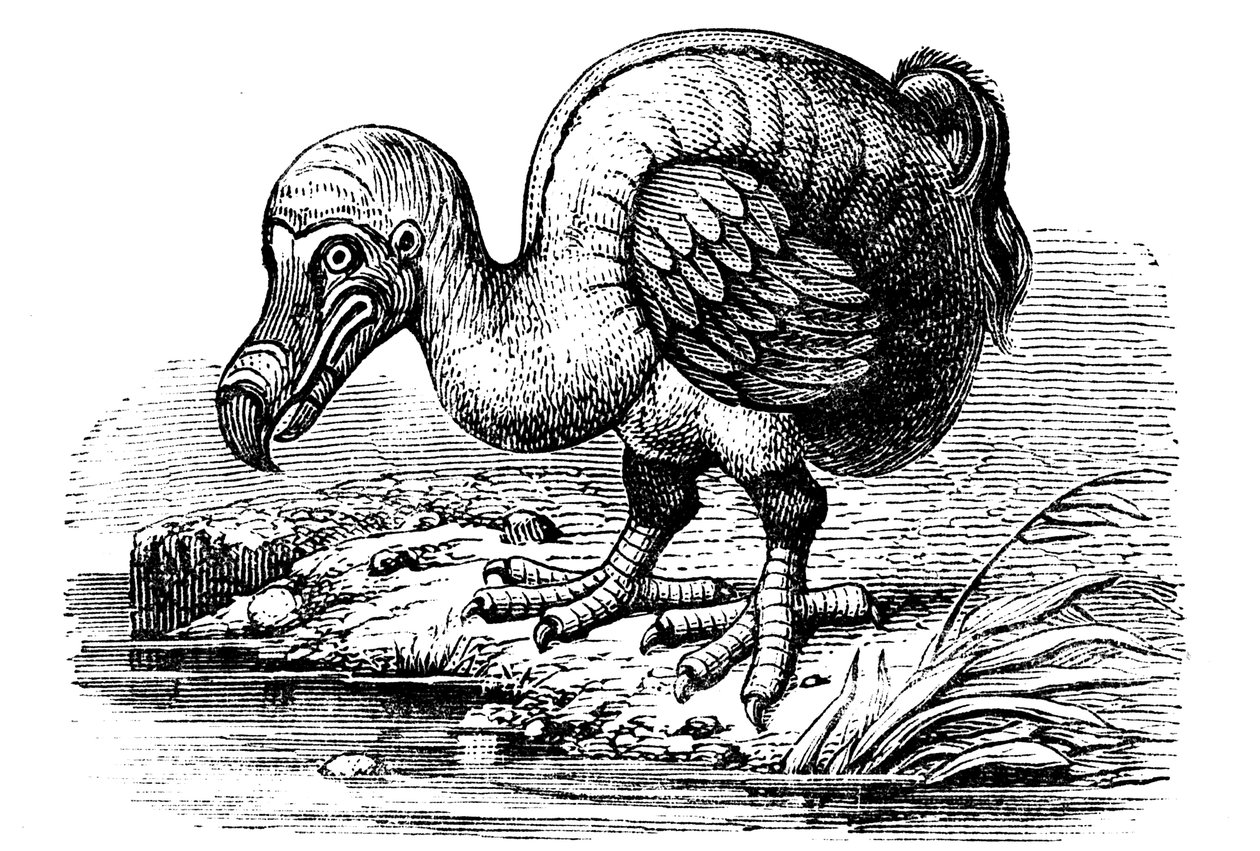 Dodo, 1884 autorstwa Unbekannt