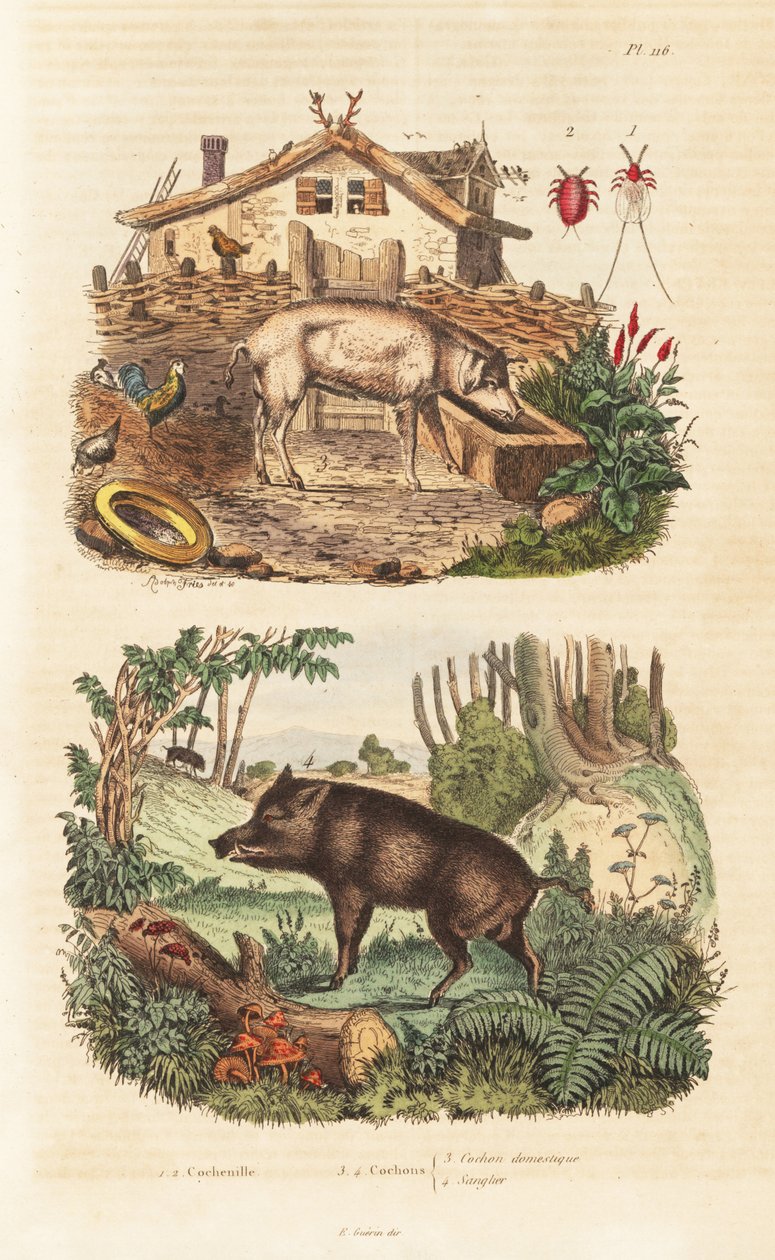 Świnia domowa, Sus scrofa domesticus 3, dzik, Sus scrofa 4 i koszenila, Dactylopius coccus autorstwa Unbekannt
