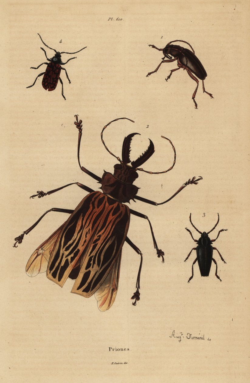 Dorysthenes paradoxus 1, Macrodontia cervicornis, wrażliwy 2, Elateropsis lineatus 3 i Prionus versicolor 4 autorstwa Unbekannt