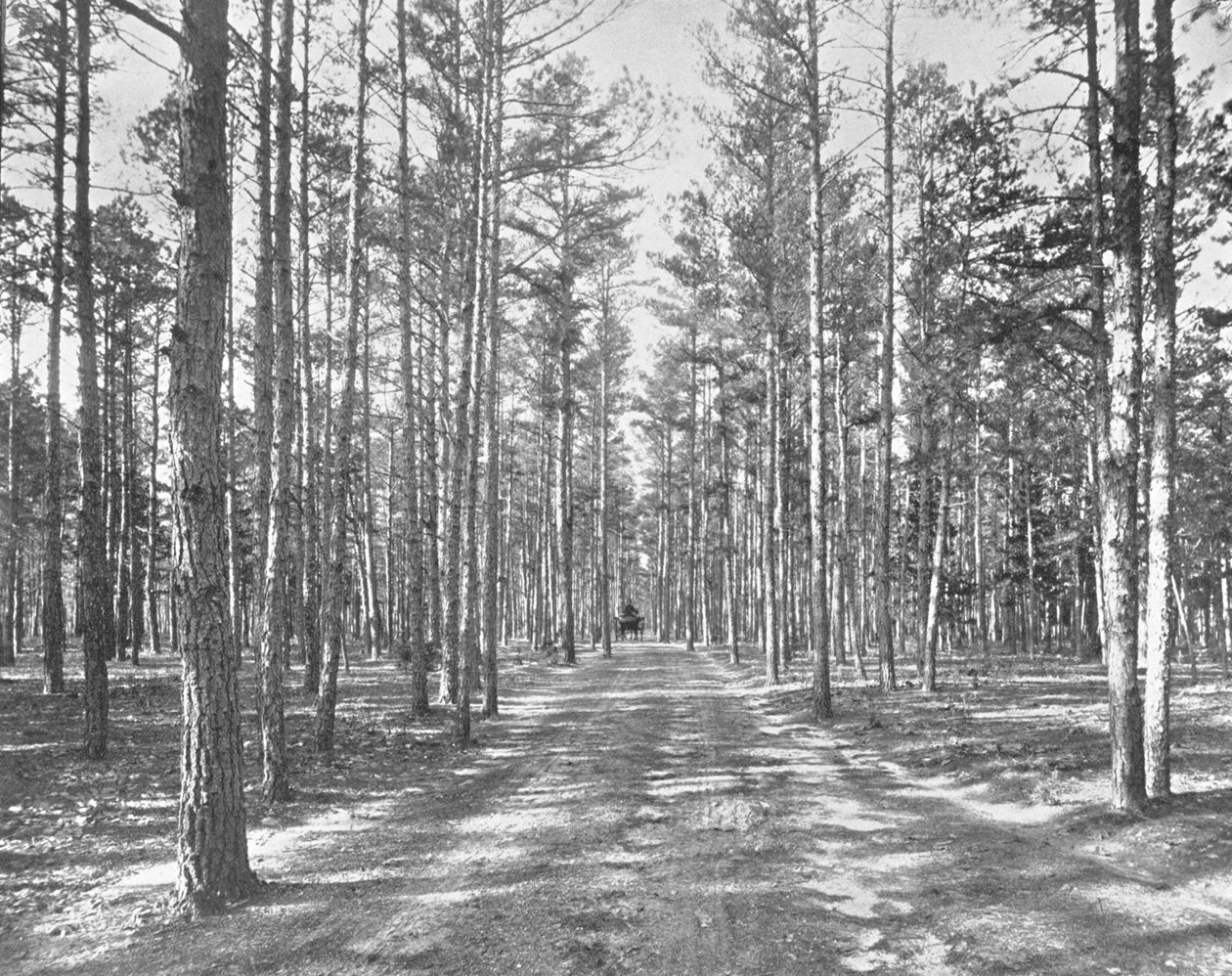 Przejazd w Piney Woods Park, Lakewood, New Jersey, USA, ok. 1900. autorstwa Unbekannt