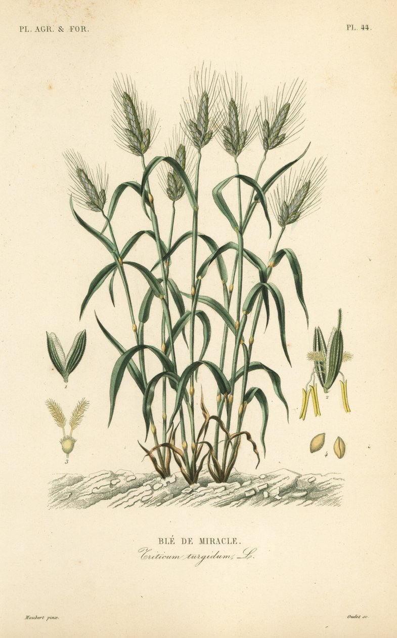 Pszenica durum, pszenica makaronowa lub pszenica marakoni, Triticum turgidum, Ble de wonder autorstwa Unbekannt