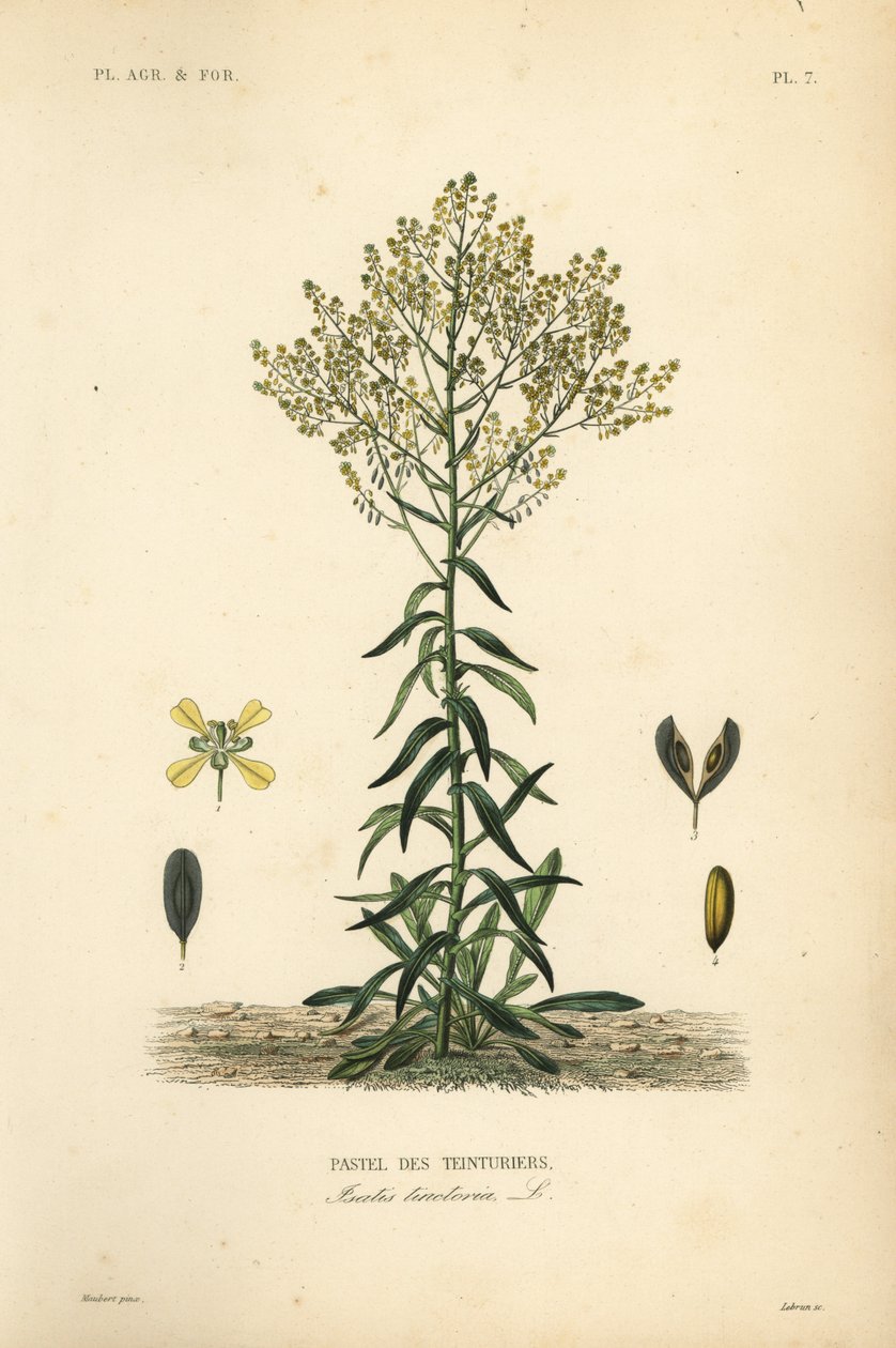 Urzeta farbiarza, Isatis tinctoria, Pastel des Teinturers autorstwa Unbekannt
