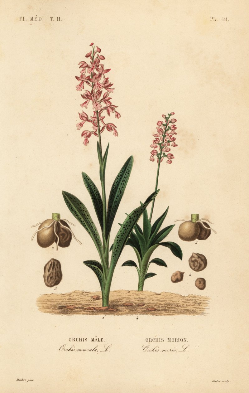 Wczesna purpurowa orchidea, męska orchidea, męska orchidea i zielonoskrzydła orchidea, Anacamptis morio, Orchis morion autorstwa Unbekannt