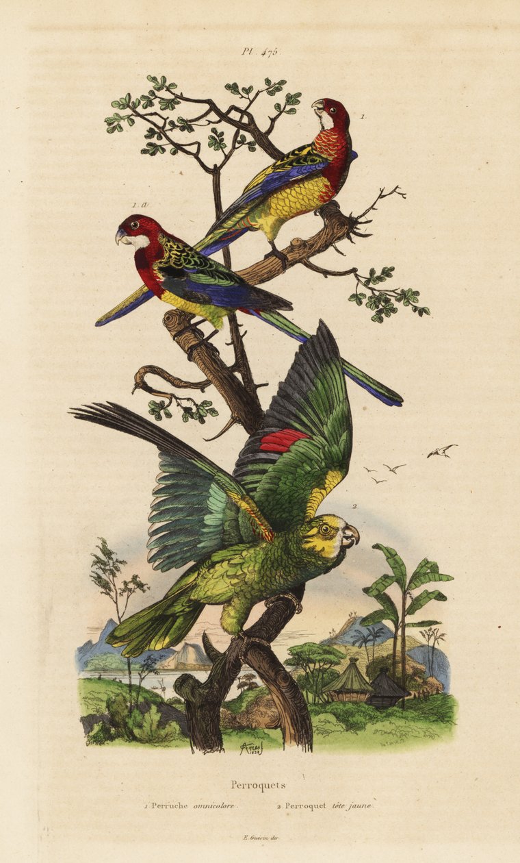 Rozella wschodnia, egzamin Platycercus i amazonka żółto-koronkowa, Amazona ochrocephala autorstwa Unbekannt
