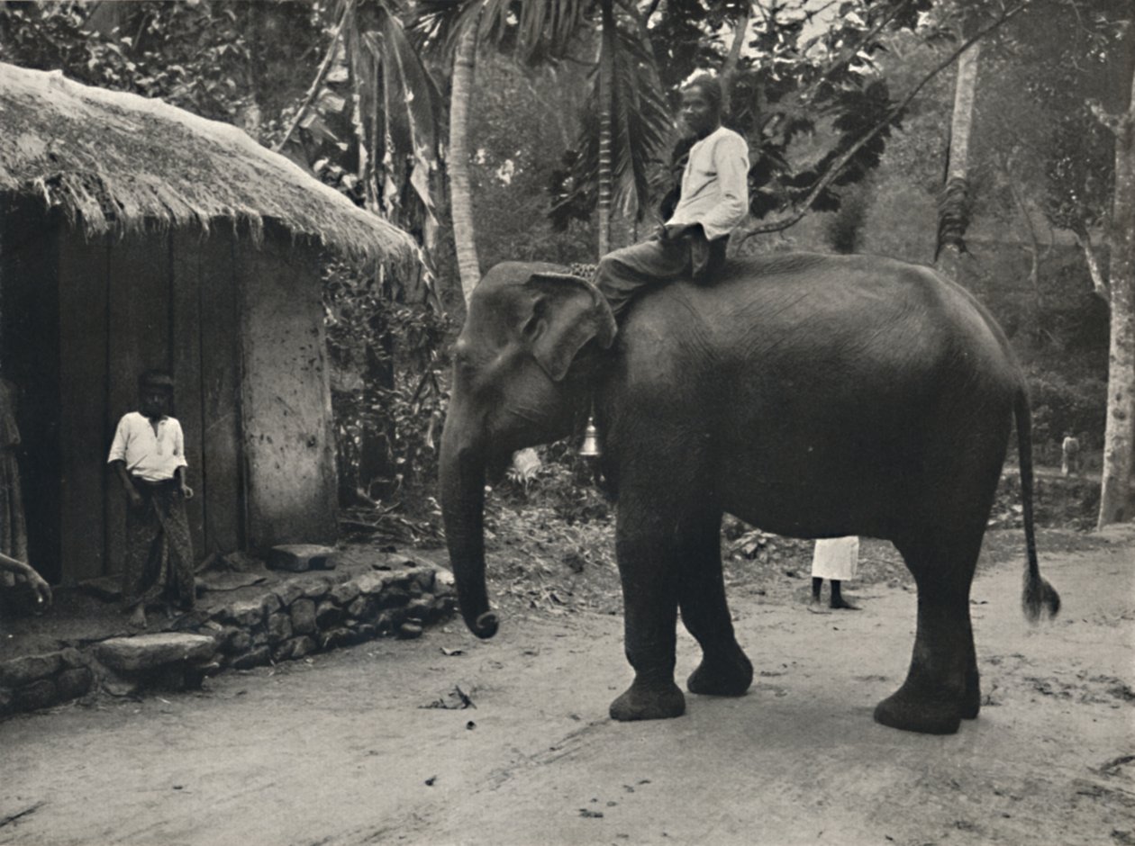 Słoń na ścieżce w pobliżu Kandy, 1926 autorstwa Unbekannt
