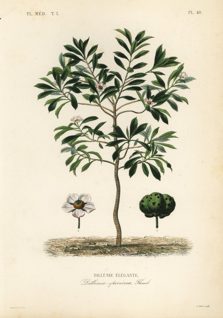 Słoń jabłkowy lub chulta, Dillenia indica, Dillenia speciosa, Dillenie elegante autorstwa Unbekannt