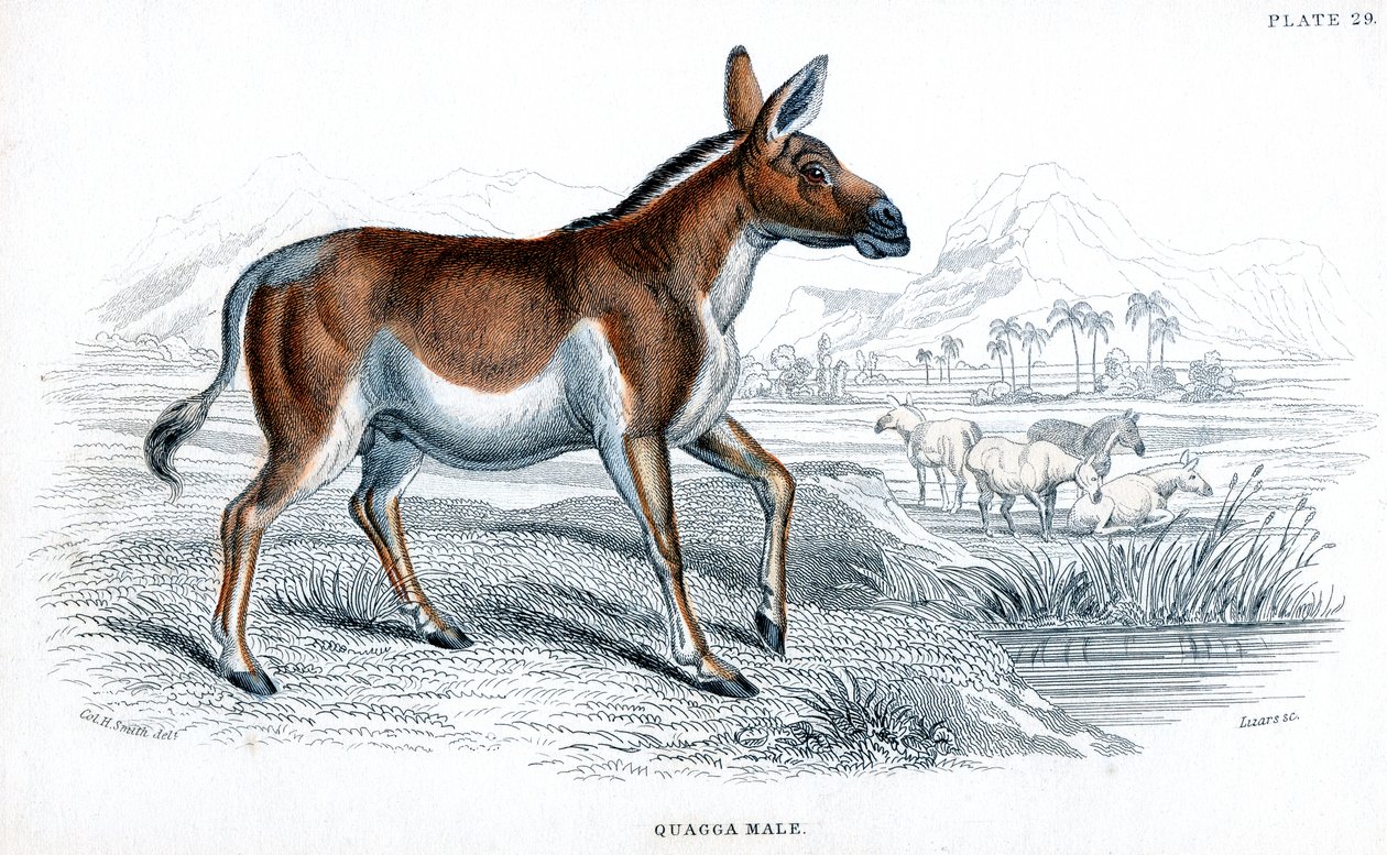 Grawerowanie Quagga, c1830 autorstwa Unbekannt