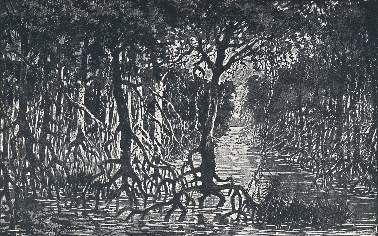 Afrykański Las Równikowy, 1924 autorstwa Unbekannt