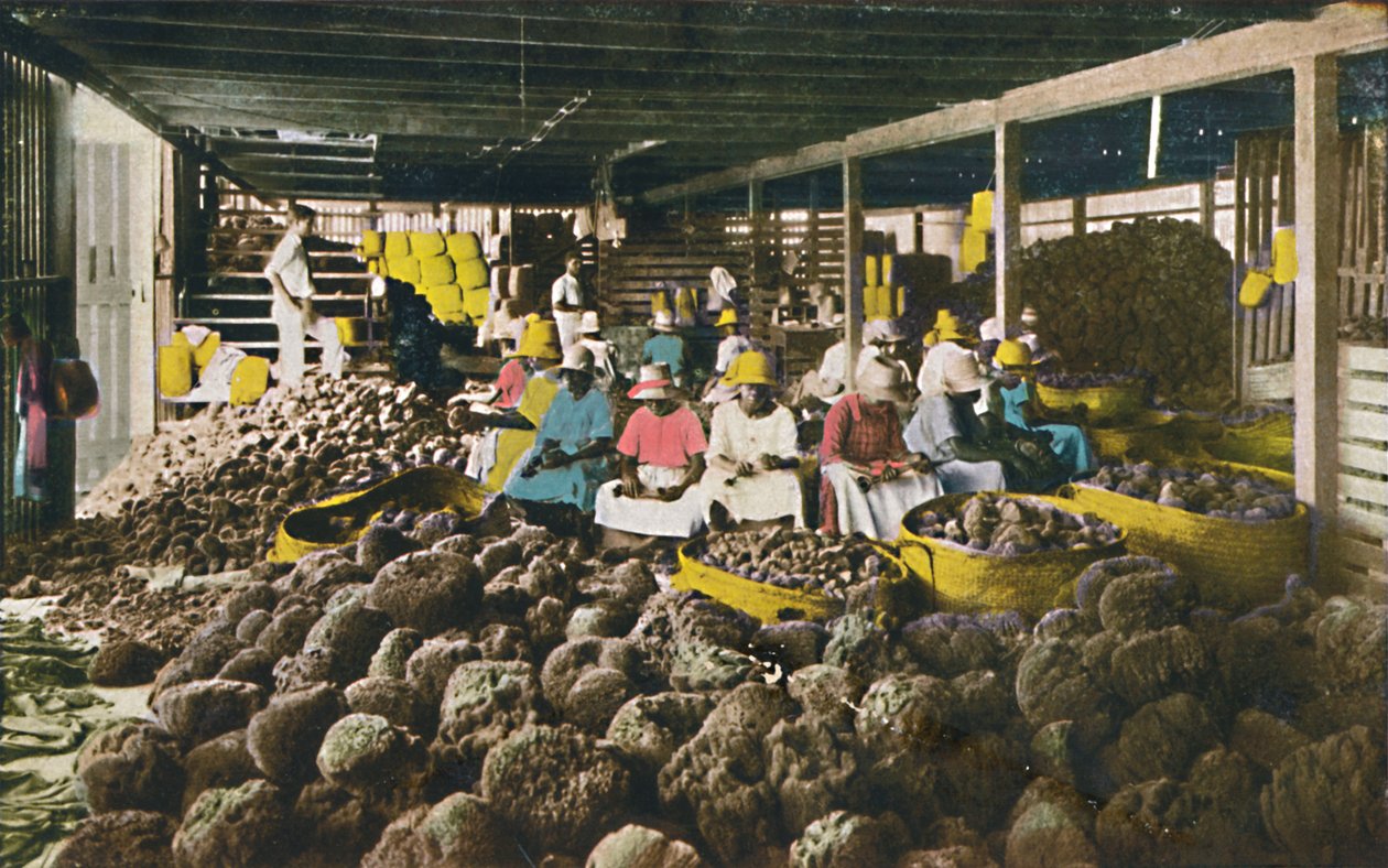 Esfakis - Pakowanie Gąbek - Nassau, Bahamy, c1930. autorstwa Unbekannt