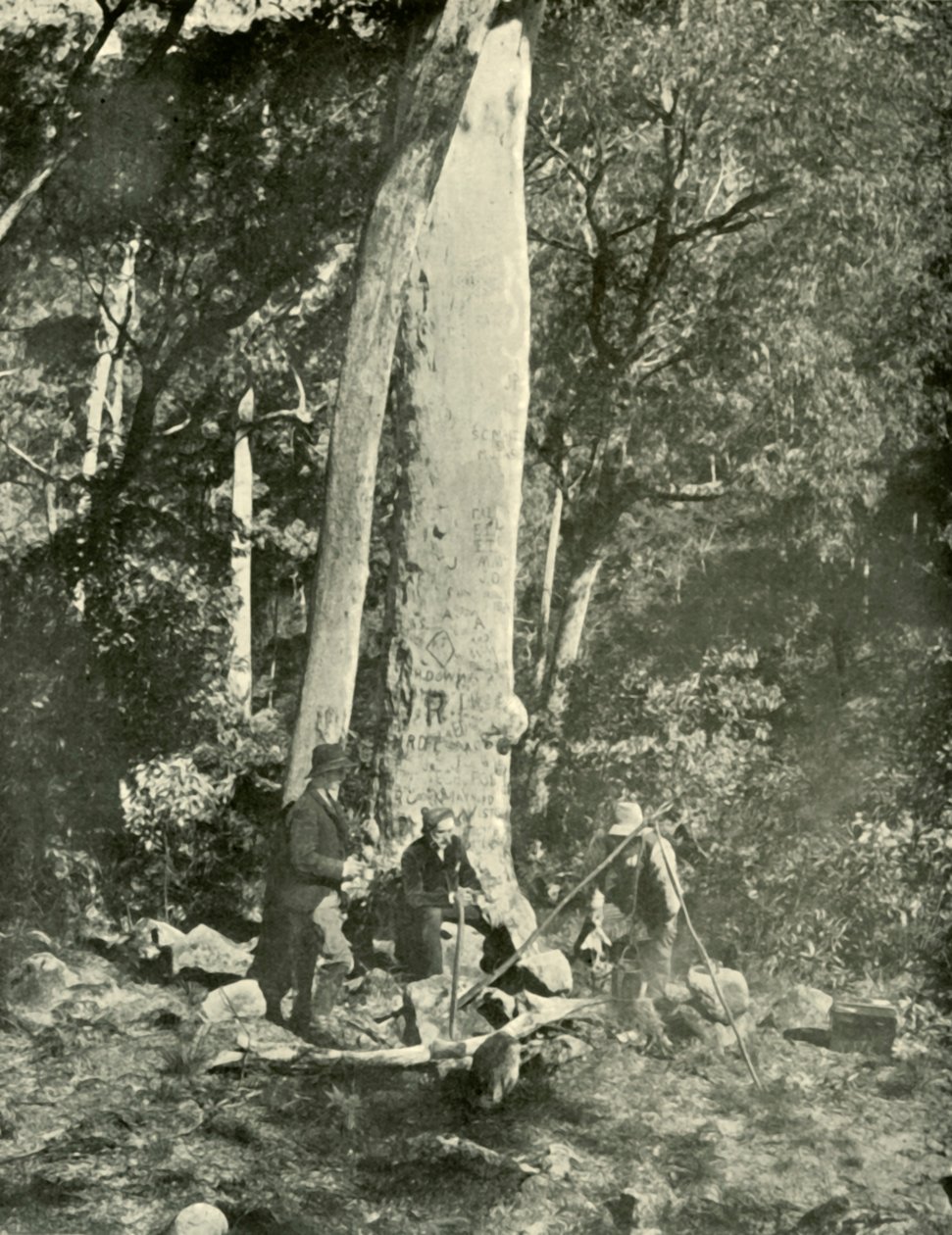 Wodospady Eurobin, Góry Buffalo, 1901. autorstwa Unbekannt