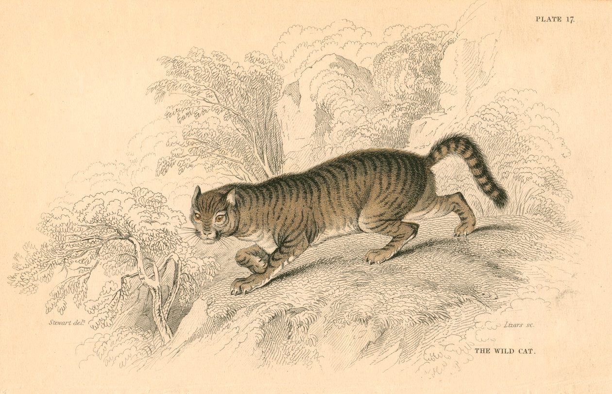 Żbik europejski Felis silvestris, 1828 autorstwa Unbekannt