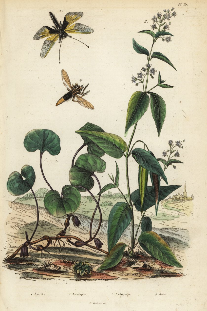 Dziki imbir europejski, Asarum europaeum 1, Libelloides longicornis, Ascalaphus longicornis 2, trojeść, Asclepias syriaca 3 i szerszeń rabuś, Asilus szerszeń autorstwa Unbekannt