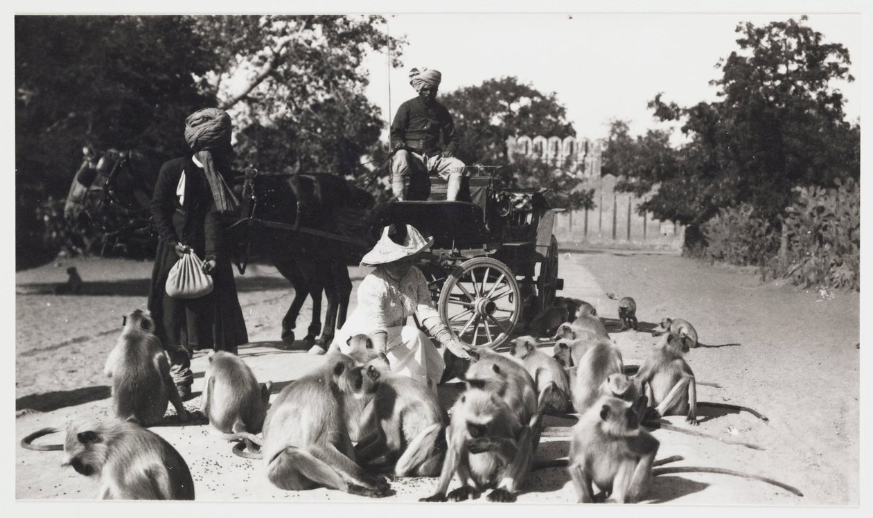 Europejka karmiąca stado małp, Indie, ok. 1910 autorstwa Unbekannt