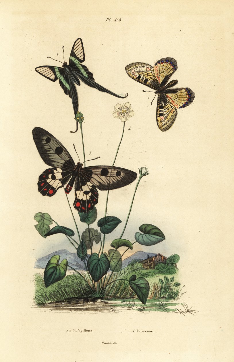 Fałszywy apollo, Archon apollinus 1, smoczy ogon biały, Lamproptera curius 2 i paź jaskółczyca, Cressida cressida 3, trawa parnasu, Parnassia palustris autorstwa Unbekannt