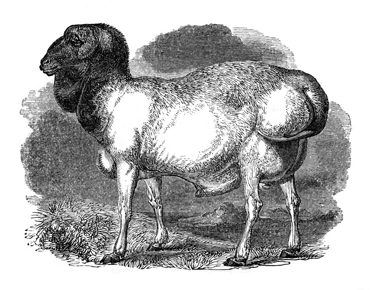 Gruba owca tatarska, 1848 autorstwa Unbekannt
