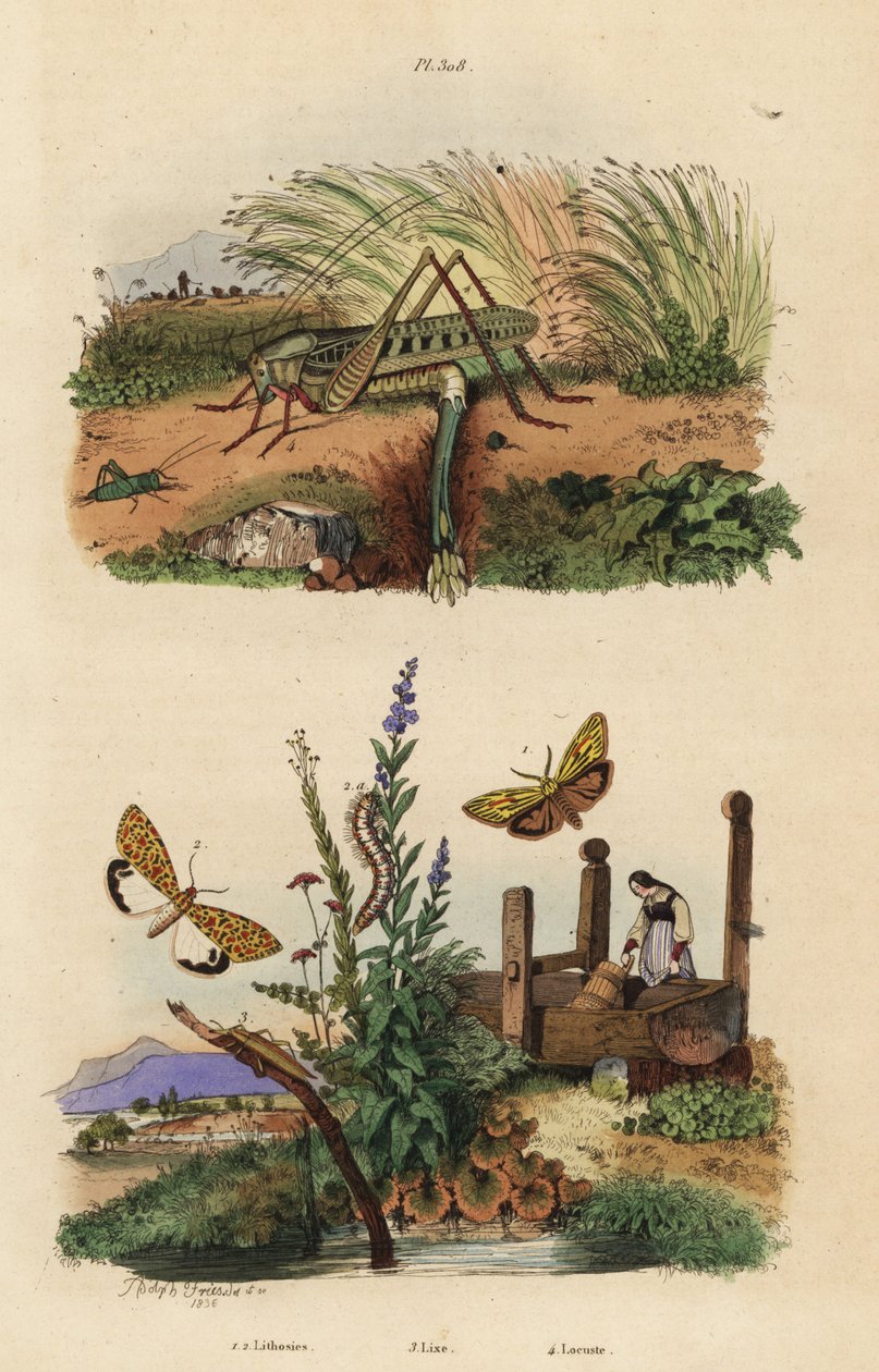 Samica szarańczy kąsaczowatej znosząca jaja, Decticus verrucivorus 4, opierzony lokaj, Spiris striata 1 i smoczek szkarłatny, Utetheisa pulchella 2 i chrząszcz Lixus paraplecticus 3. Lithosie, lixe, szarańcza autorstwa Unbekannt