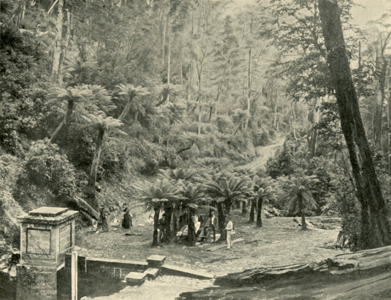 Altana i tor paprociowy, Mount Wellington, 1901. autorstwa Unbekannt
