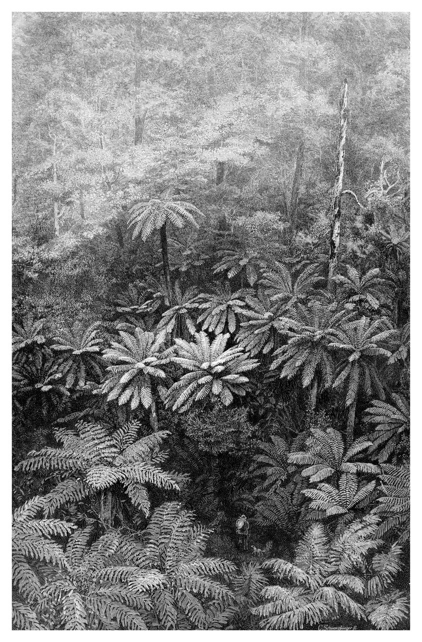 Paprociowy Wąwóz Drzewa, Australia, 1886 autorstwa Unbekannt