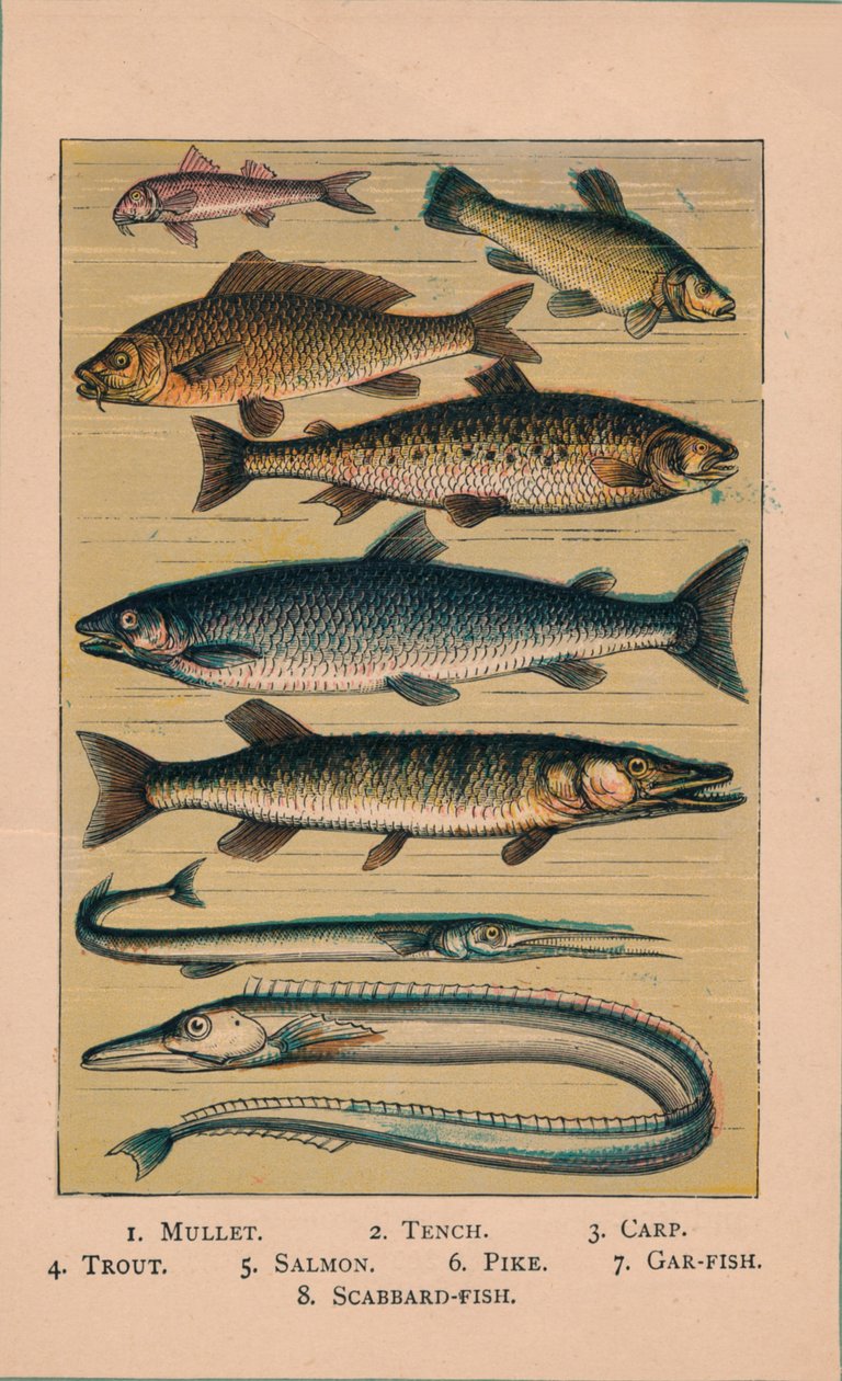 Ryba, 1907, 1907 autorstwa Unbekannt