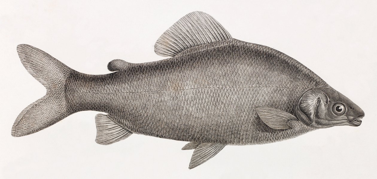 Ryby: Le Characin Nefasch autorstwa Unbekannt