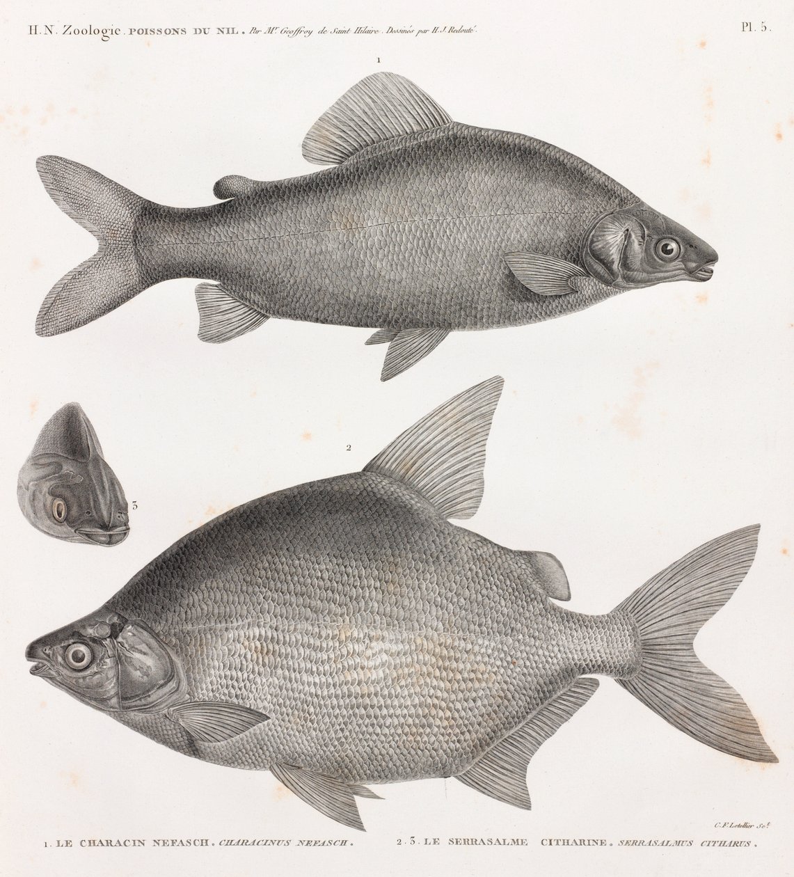 Ryby: Characin Nefasch i Serrasalme Citharine autorstwa Unbekannt