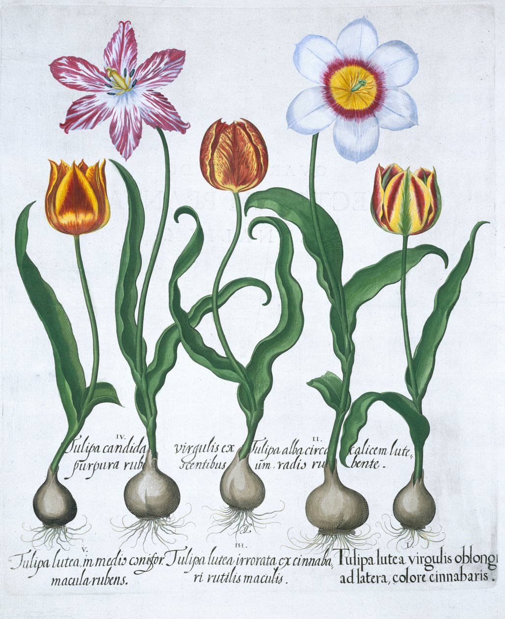 Pięć tulipanów, 1613 autorstwa Unbekannt
