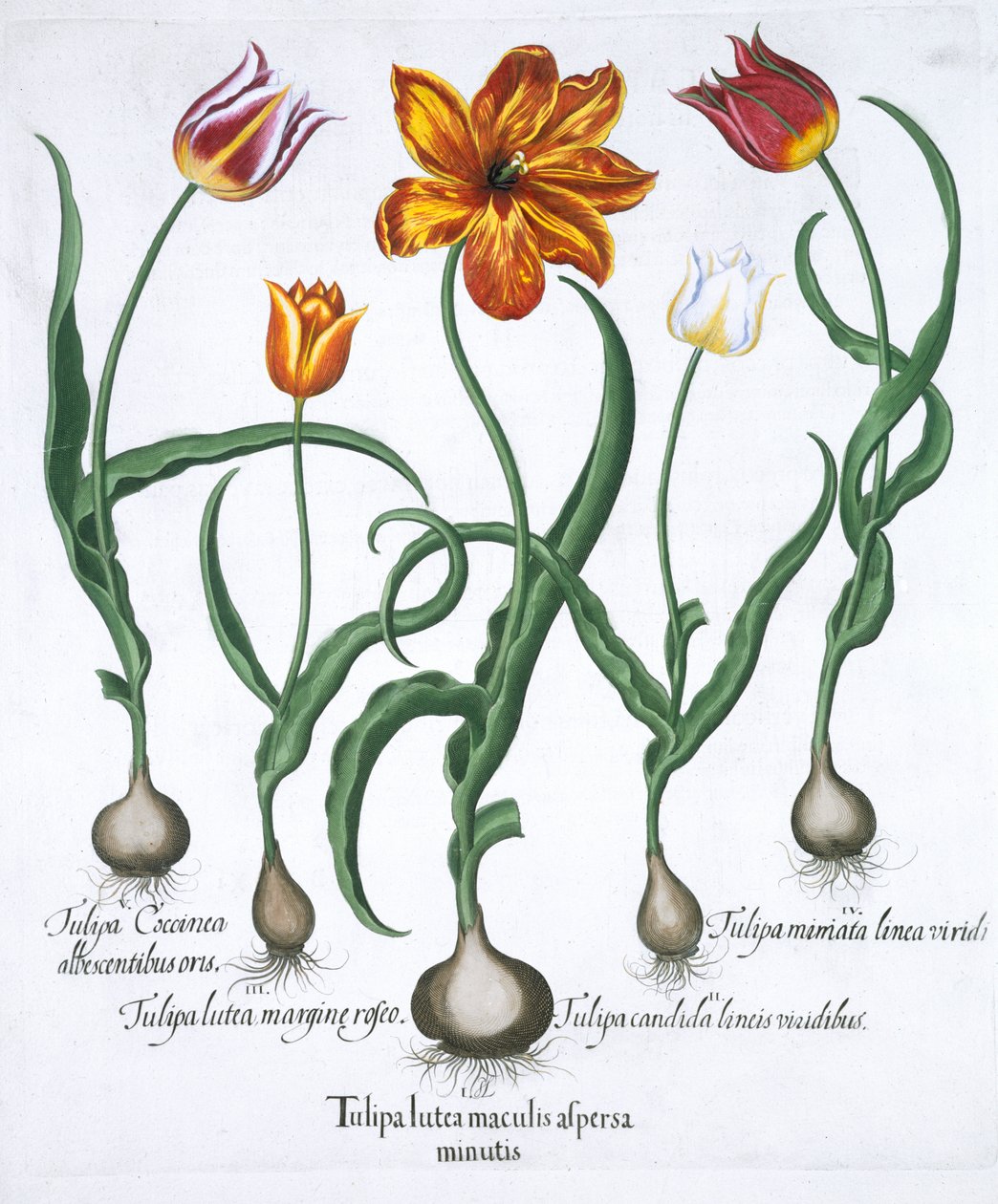 Pięć tulipanów, 1613 autorstwa Unbekannt