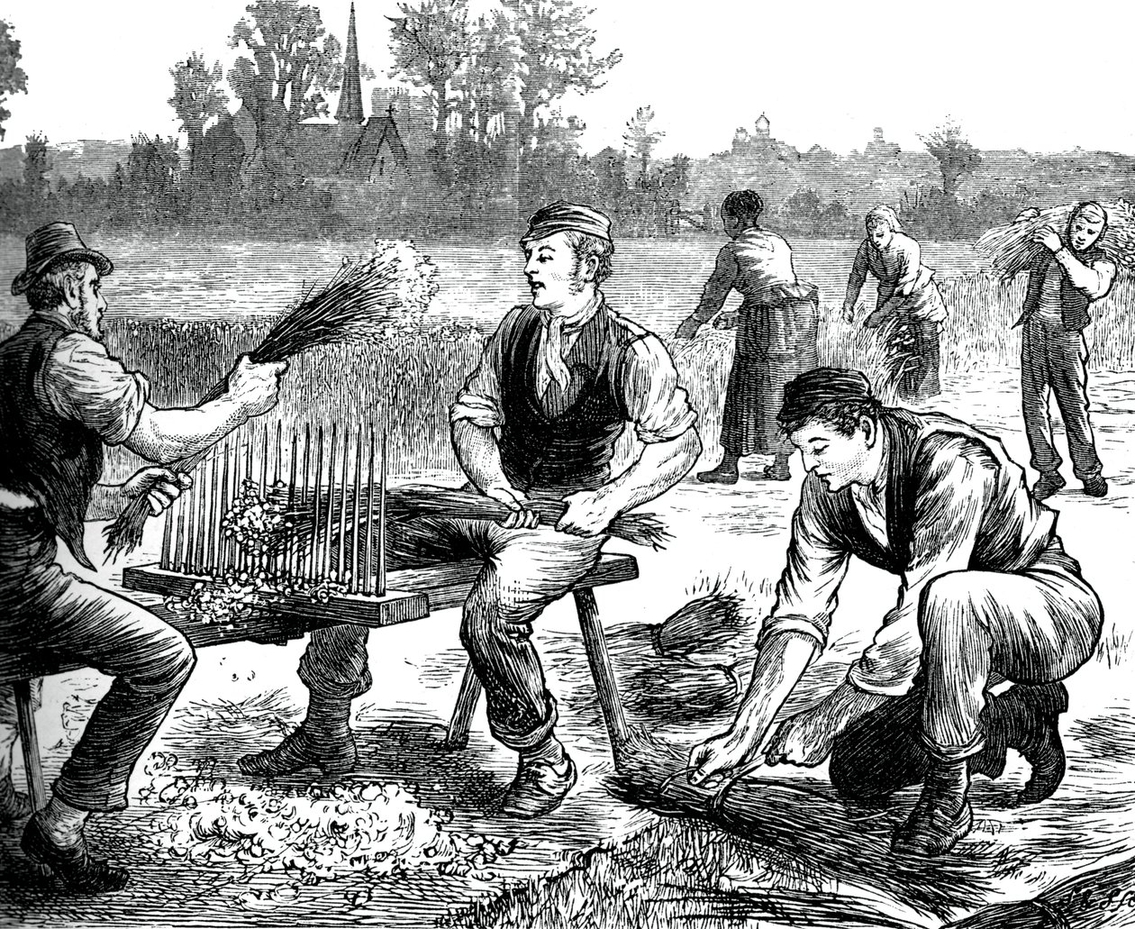 Falowanie lnu, ok. 1880 autorstwa Unbekannt