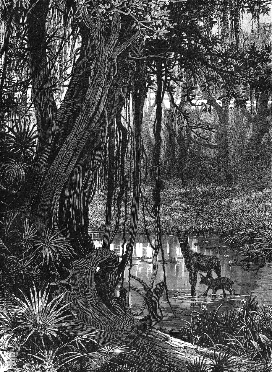 Everglades na Florydzie, USA, ok. 1885 r. autorstwa Unbekannt