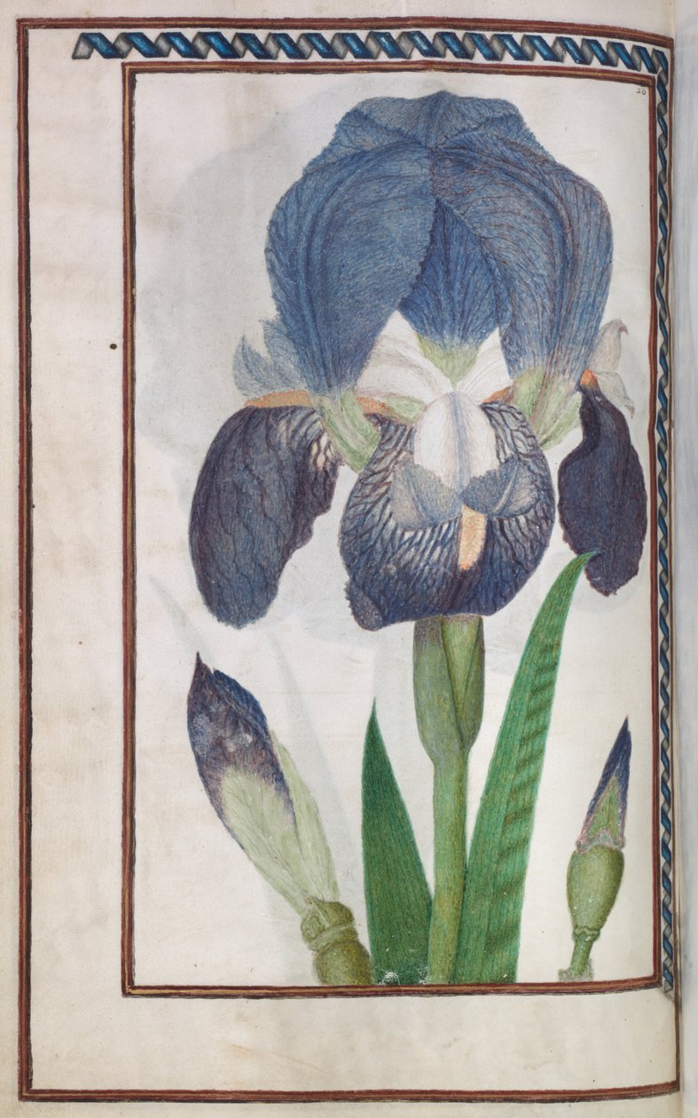 Florilegium: strona 14 verso niebiesko-biała tęczówka, 1608. autorstwa Unbekannt