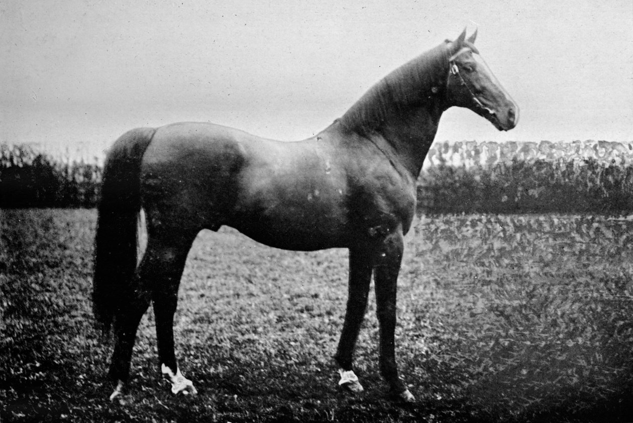 Florizel II, 1911 autorstwa Unbekannt