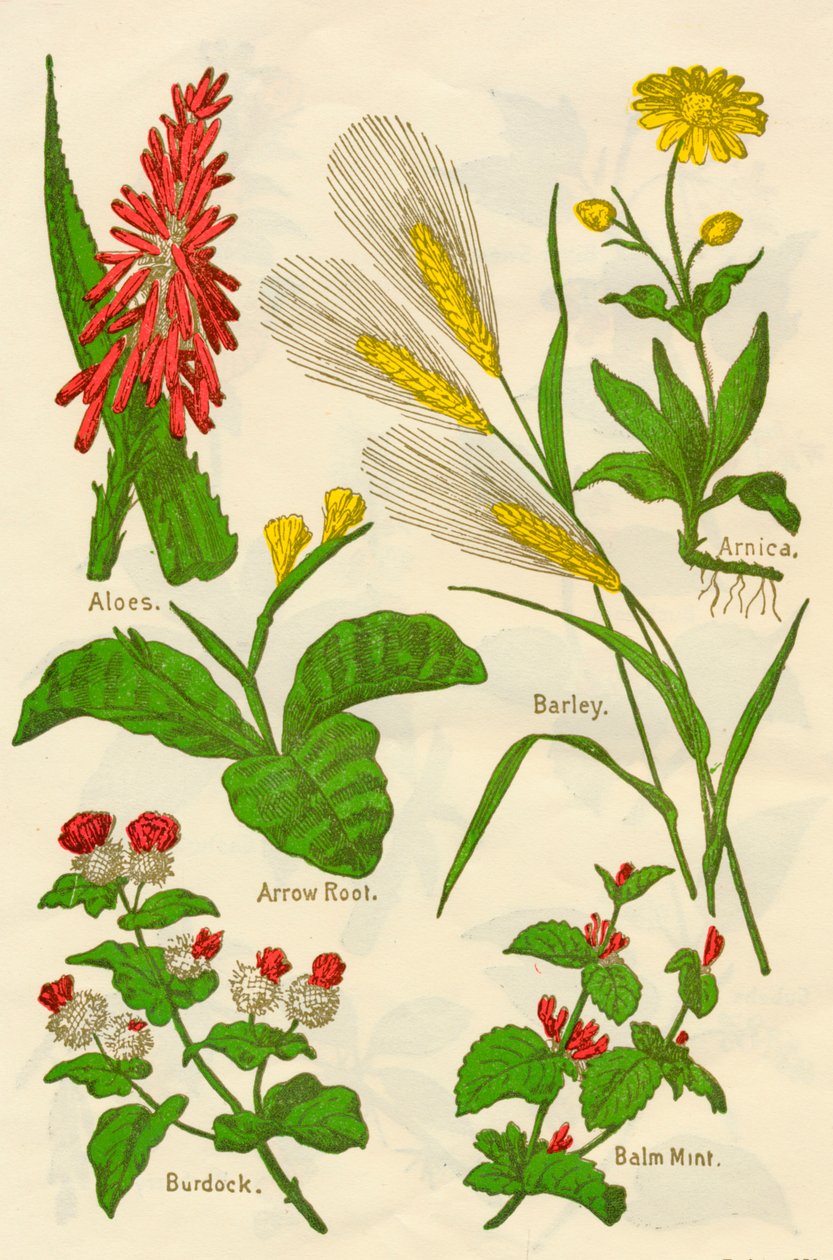 Kwiaty: aloes, arnika, korzeń strzały, jęczmień, mięta balsamiczna, łopian, ok. 1940 r. autorstwa Unbekannt