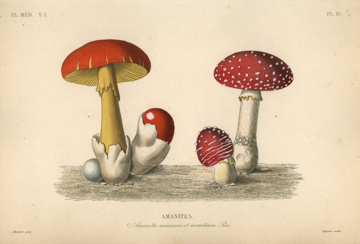 Muchomor, Amanita muscaria, Grzyb cesarski, Amanita aurantiaca autorstwa Unbekannt