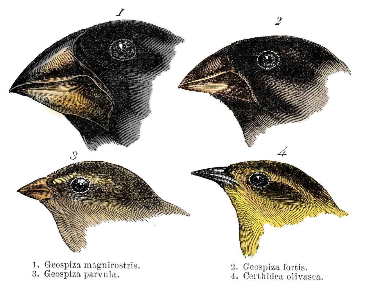 Cztery gatunki zięb obserwowanych przez Darwina na Wyspach Galapagos autorstwa Unbekannt