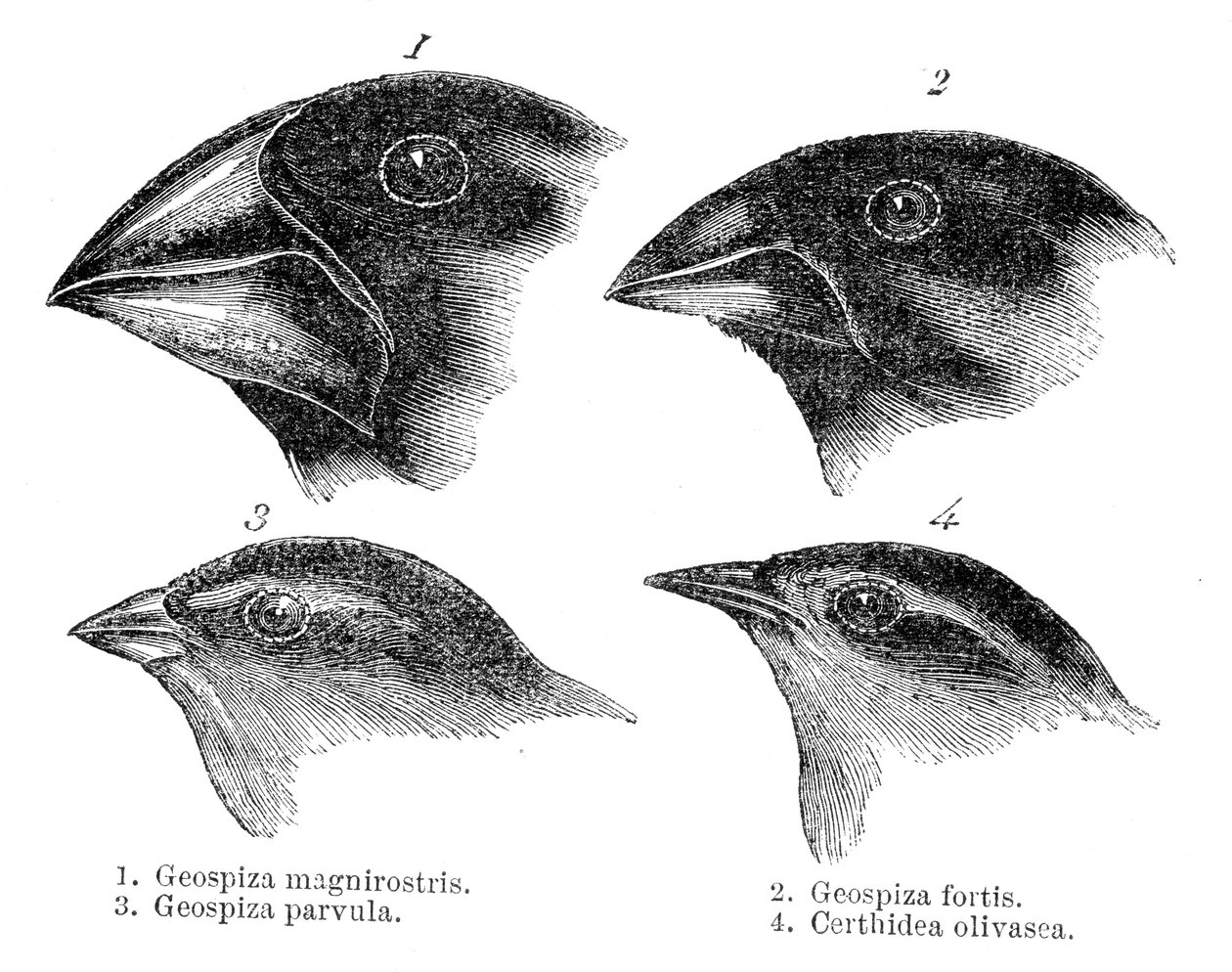 Cztery gatunki zięb obserwowanych przez Darwina na Wyspach Galapagos autorstwa Unbekannt