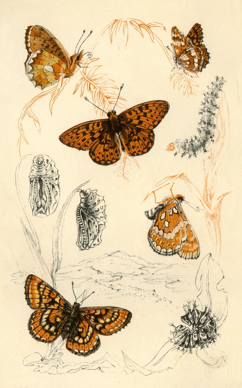 Motyle fritillary, XIX wiek. autorstwa Unbekannt