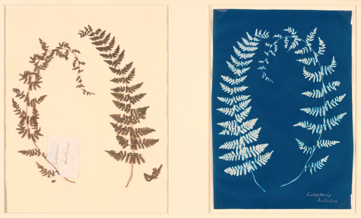 Z albumu Hatton Fern, c. 1850. autorstwa Unbekannt