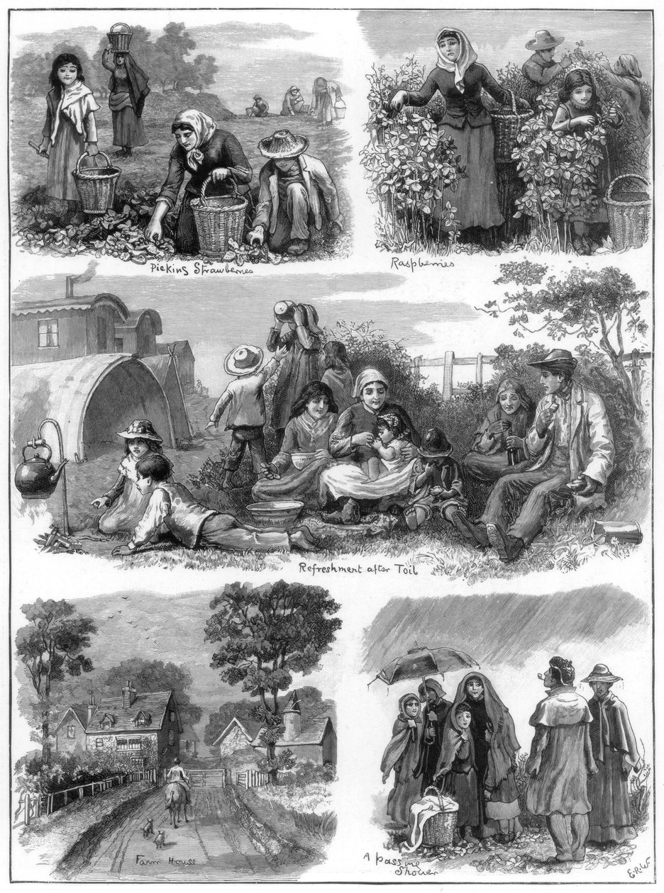 Zbieracze owoców, 1899 autorstwa Unbekannt