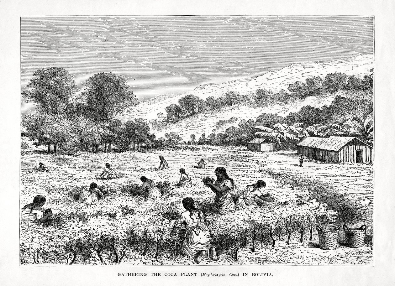 Zbieranie koki Erythroxylum coca w Boliwii, 1877 r. autorstwa Unbekannt
