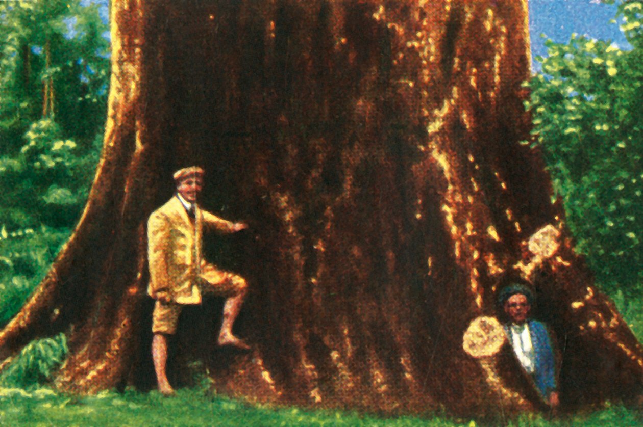 Gigantyczne drzewo w Brazylii, ok. 1928 r. autorstwa Unbekannt