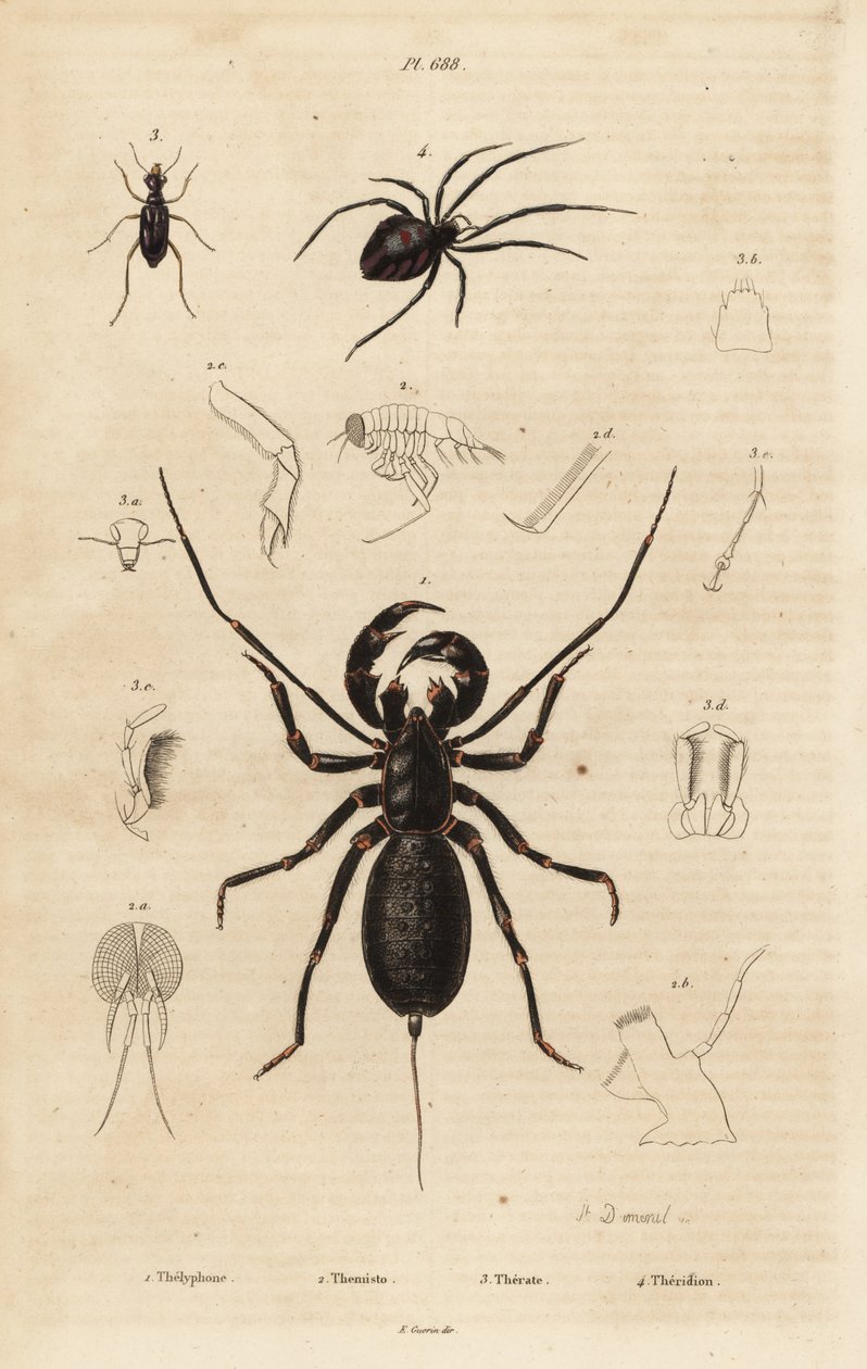 Gigantyczny bicz skorpion, Mastigoproctus giganteus, chrząszcz, gatunki Theratus i pająk pajęczyna, gatunki Theridion autorstwa Unbekannt