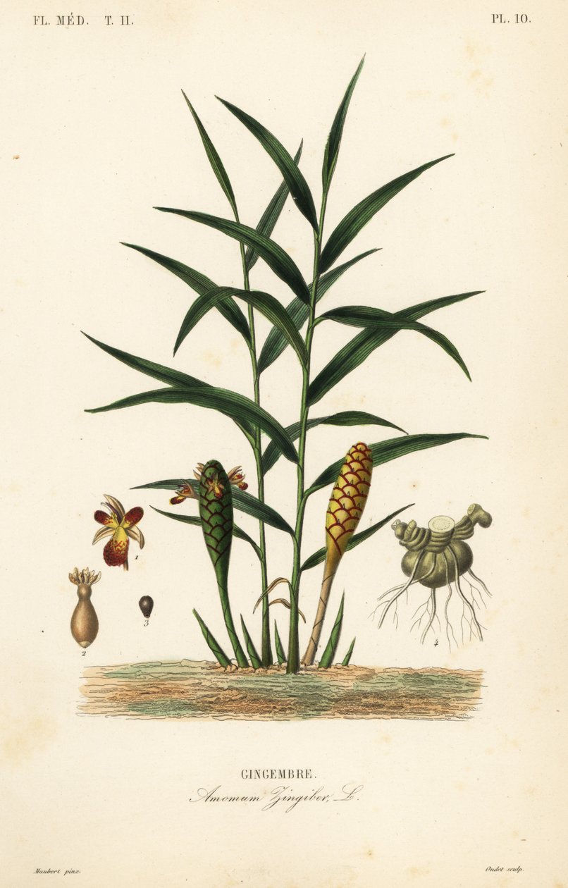 Korzeń imbiru lub imbiru, Zingiber officinale, Amomum zingiber, Gingembre autorstwa Unbekannt