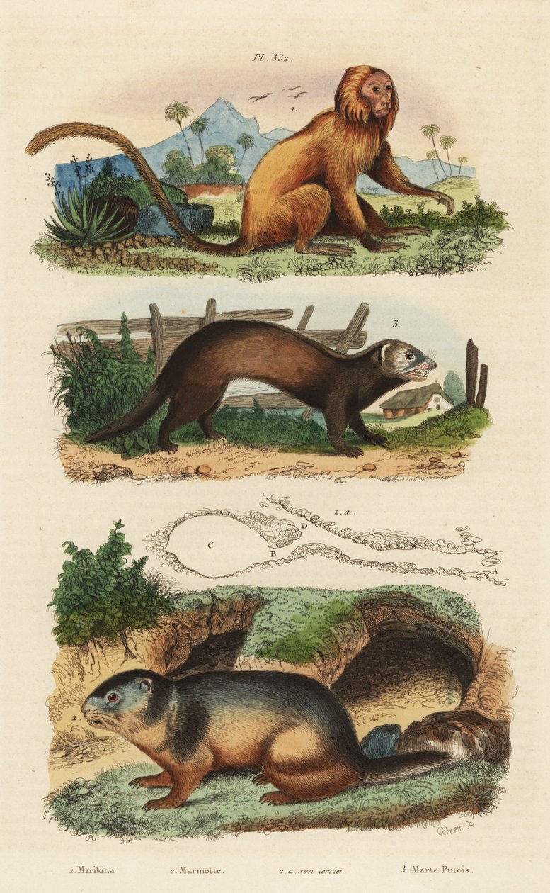 Tamaryna lew , Leontopithecus rosalia , zagrożona 1 , świstak alpejski , Marmota marmota 2 i legowisko oraz fretka lub tchórz , Mustela putorius 3 autorstwa Unbekannt