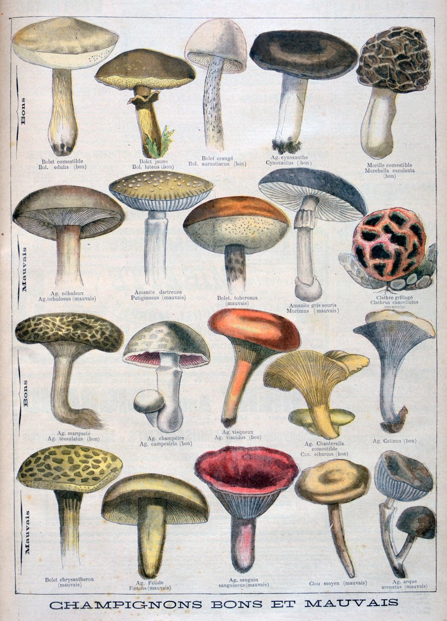Dobre i złe grzyby, 1896 autorstwa Unbekannt