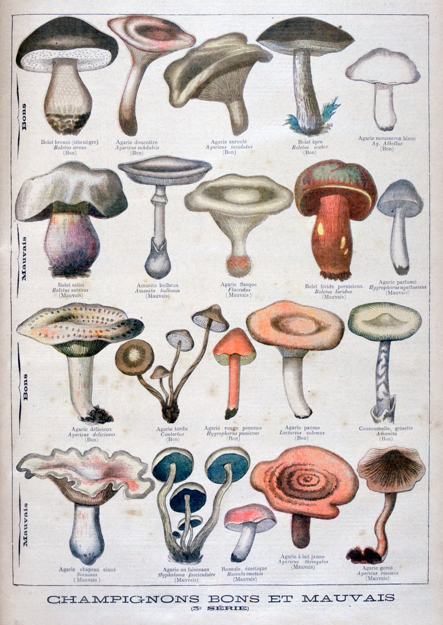 Dobre i złe grzyby, 1896 autorstwa Unbekannt