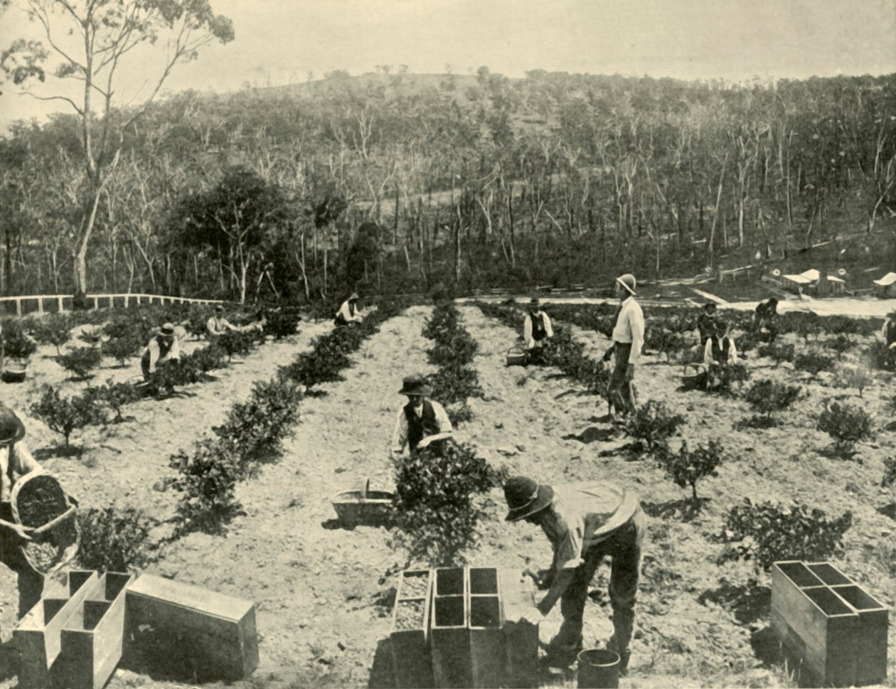 Farma agrestu, Glenbrook, 1901. autorstwa Unbekannt