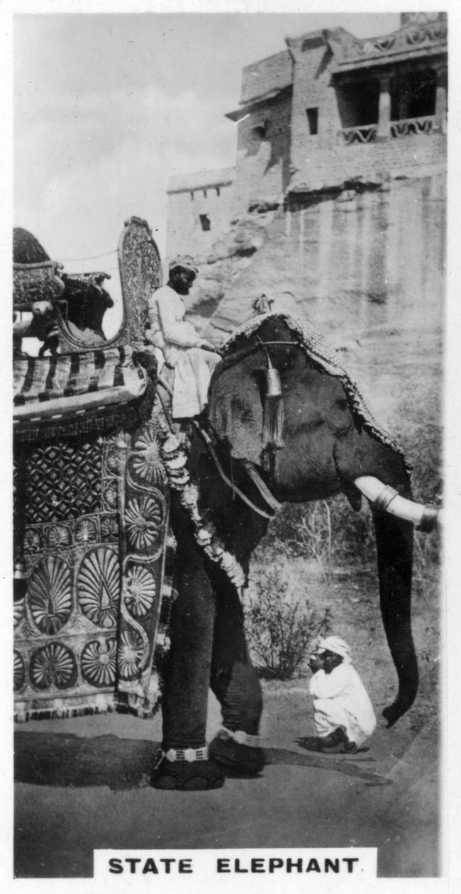 Rządowy słoń w stroju państwowym, Południowe Indie, ok. 1925 r autorstwa Unbekannt