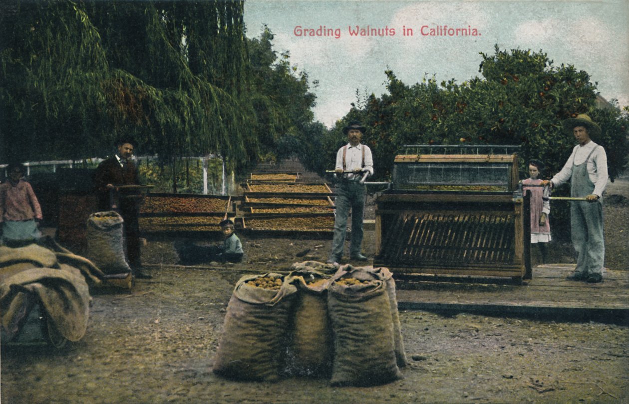 Klasyfikacja orzechów włoskich w Kalifornii, ok. 1910. autorstwa Unbekannt