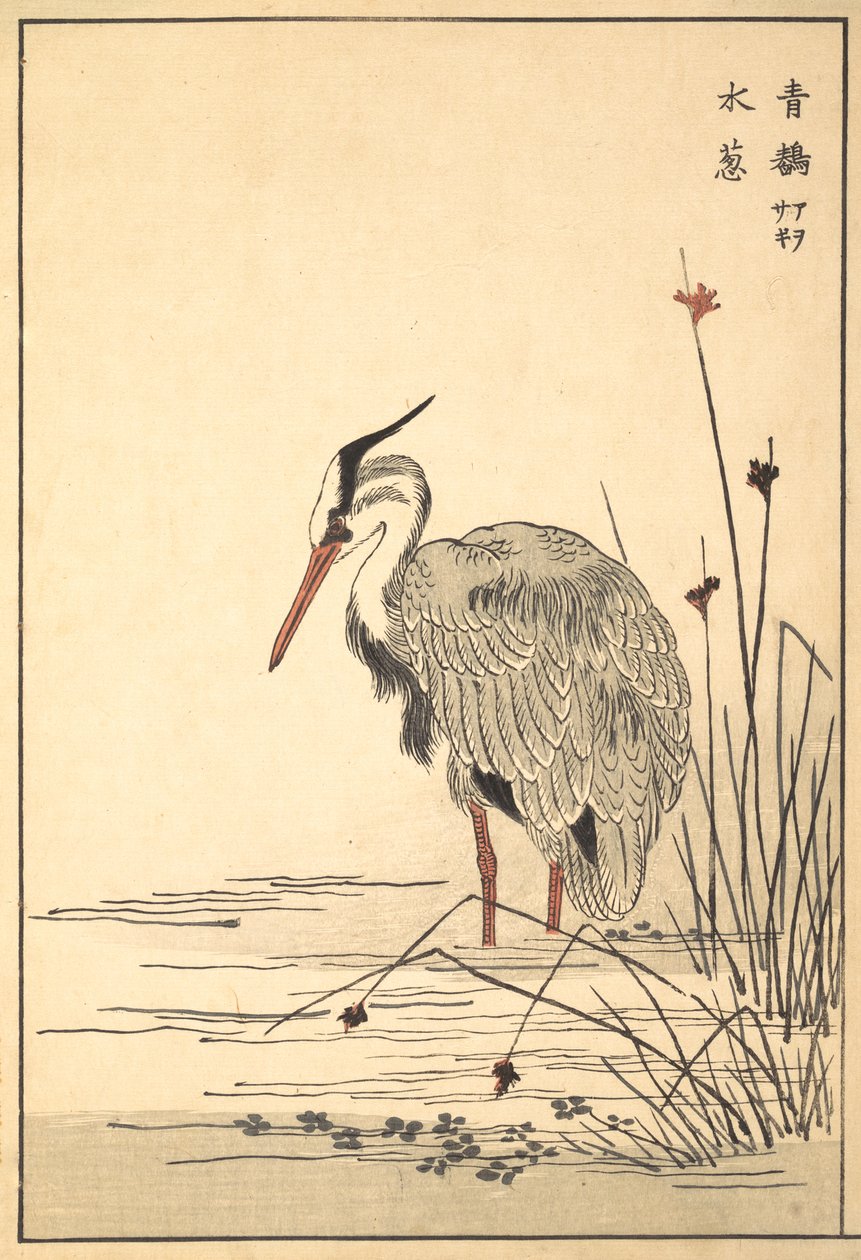 Czapla siwa Aosagi i roślina Mizu-aoi, 1857. autorstwa Unbekannt