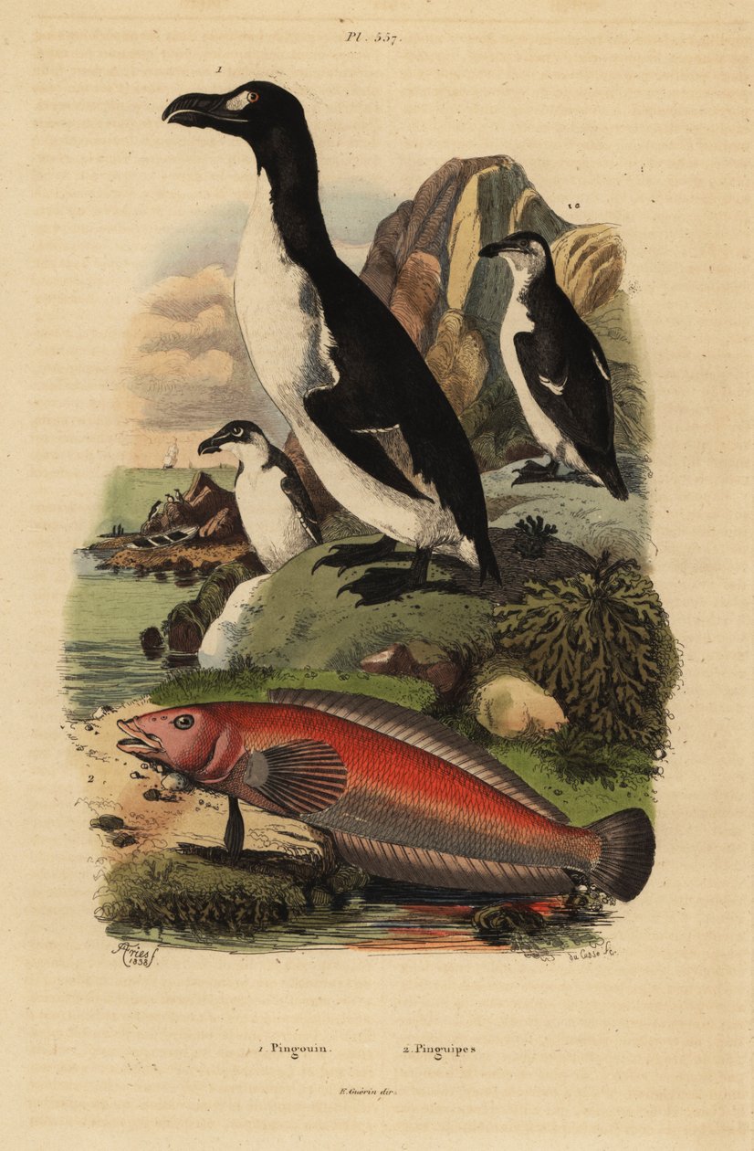 Alka olbrzymia, Pinguinus impennis 1, wymarła i sandacz brazylijski, Pinguipes brasilianus 2 autorstwa Unbekannt